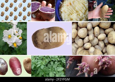 Collage verschiedener organischer Kartoffeln und Pflanzen - Fotomontage Stockfoto