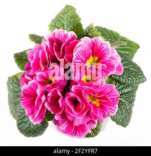 Primrose, Jordviva (Primula vulgaris) Stockfoto