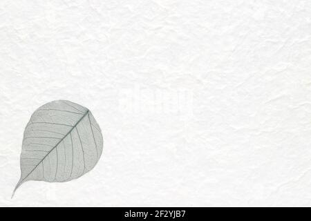 Handgemachtes Reispapier mit grünem Skelettblatt gepresst Stockfoto