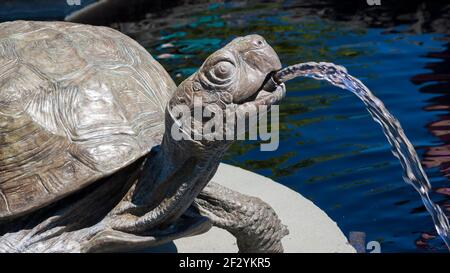 Ein großer bronzener Brunnen in Form der einheimischen Ostkistenschildkröte, der die Wasserfläche des Domitian Pools ziert. Botanischer Garten Von New England Stockfoto