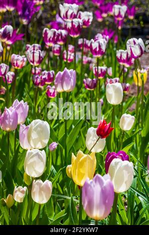 Feld farbenfroher Triumphtulpen in weiß, lila, rot, gelb und rot. Aus dem Fokus: Tulipa „Rem’s Favorite“. Botanischer Garten Von New England Stockfoto