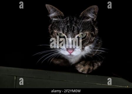 Ein Porträt einer ernst aussehenden Katze im Dunkeln. Stockfoto