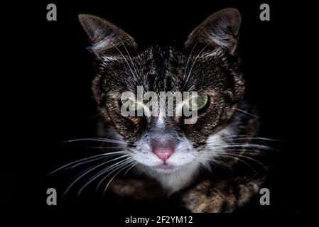 Ein Porträt einer ernst aussehenden Katze im Dunkeln. Stockfoto