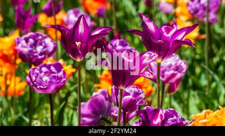 Tulipa „Purple Dream“ (Lilienblüte Tulpe). Satte violette Blüten mit spitzen Blütenblättern stehen auf hohen Stielen. New England Botanic Garden in Tower Hill, MA Stockfoto