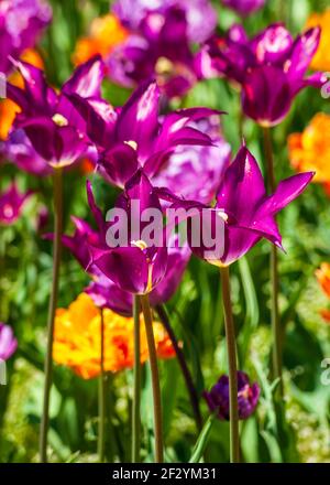 Tulipa „Purple Dream“ (Lilienblüte Tulpe). Satte violette Blüten mit spitzen Blütenblättern stehen auf hohen Stielen. New England Botanic Garden in Tower Hill, MA Stockfoto