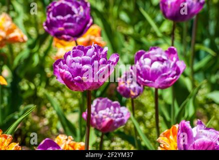 Tulipa „Blaues Spektakel“ (Doppel-späte Tulpe) – eine Pfingstrose mit Blüten aus zwei Reihen leuchtender violettblauer Blütenblätter. Botanischer Garten Von New England Stockfoto