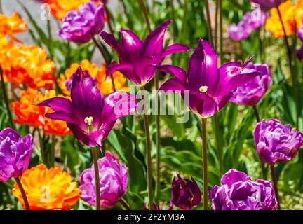 Tulipa „Purple Dream“ (Lilienblüte Tulpe). Satte violette Blüten mit spitzen Blütenblättern stehen auf hohen Stielen. New England Botanic Garden in Tower Hill, MA Stockfoto