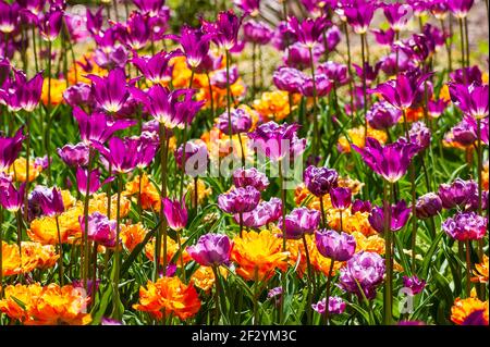 Tulpenfeld: Tulipa „Purple Dream“ (Lilienblüte Tulpe), Tulipa „Blaues Spektakel“ und Tulipa „Kreidezeit“ (doppelte späte Tulpen). Ne Botanischer Garten. Stockfoto