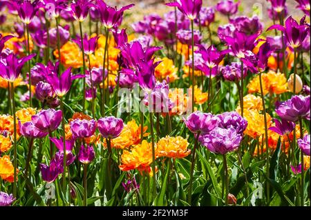 Tulpenfeld: Tulipa „Purple Dream“ (Lilienblüte Tulpe), Tulipa „Blaues Spektakel“ und Tulipa „Kreidezeit“ (doppelte späte Tulpen). Ne Botanischer Garten. Stockfoto