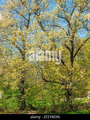Zwei Eichenbäume (Quercus sp) an einem Weg, voller neuer Bewuchs, hellgrüner Blätter und Katzentiere. New England Botanic Garden at Tower Hill, Boylston, MA, USA Stockfoto