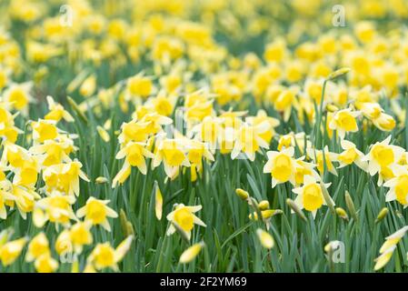 Der wilde Narzissen, Narcissus pseudonarcissus Stockfoto