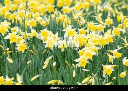 Der wilde Narzissen, Narcissus pseudonarcissus Stockfoto