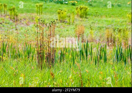 Amerikanischer Königsfarn (Osmunda spectabilis) und Narzissen (Narcissus). Frühlingsprossen, die zum Leben erwachen. New England Botanic Garden am Tower Hill, Stockfoto