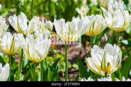 Tulipa „Exotic Emperor“ (Fosteriana Tulpe) – große frühe Blüten mit doppelten und flauschigen weißen Blüten. New England Botanic Garden in Tower Hill, MA. Stockfoto