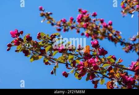 Üppige blühende Baumzweige eines japanisch blühenden Crabapple (Malus x floribunda Siebold ex Van Houtte). New England Botanic Garden am Tower Hill Stockfoto