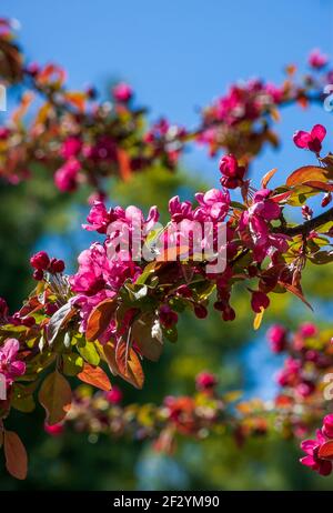 Üppige blühende Baumzweige eines japanisch blühenden Crabapple (Malus x floribunda Siebold ex Van Houtte). New England Botanic Garden am Tower Hill Stockfoto