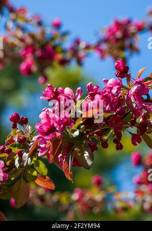 Üppige blühende Baumzweige eines japanisch blühenden Crabapple (Malus x floribunda Siebold ex Van Houtte). New England Botanic Garden am Tower Hill Stockfoto