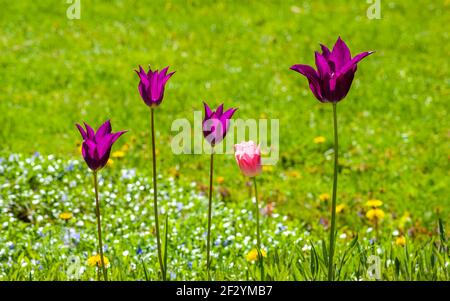 Tulipa „Purple Dream“ (Lilienblüte Tulpe) und Tulipa „Salmon Impression“ (Darwin Hybrid Tulpe). Lila und rosa Blüten auf hohen Stielen, an einer Wiese. Stockfoto