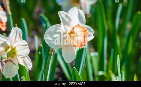 Narzissus „Pink Charm“ (Narzissen Mit Großer Schüssel). Große Blüten mit elfenbeinfarbenen Blüten und einer Tasse mit Korallenrand. New England Botanic Garden am Tower Hill Stockfoto