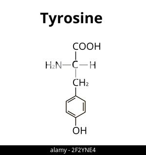 Die Aminosäure Tyrosin. Chemische molekulare Formel von Tyrosin Aminosäure. Vektorgrafik auf isoliertem Hintergrund Stock Vektor