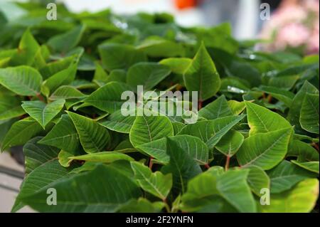 Poinsettia Blume Sämlinge. Kleine Pflanzen von Weihnachtsstern oder weihnachtsstern. Pflanzen Kindergarten in einem Gewächshaus. Stockfoto