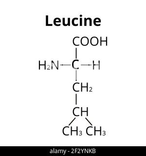 Aminosäure Leucin. Chemische molekulare Formel von Aminosäure Leucin. Vektorgrafik auf isoliertem Hintergrund Stock Vektor