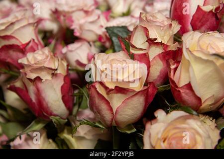 Ein wunderschöner Strauß von bunten Blumen, rosa und roten Rosen Stockfoto