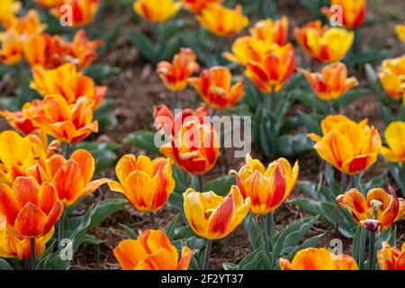 Farbenfroher Hintergrund eines Beet aus gelben und roten Tulpen in voller Blüte im flachen Fokus. Stockfoto