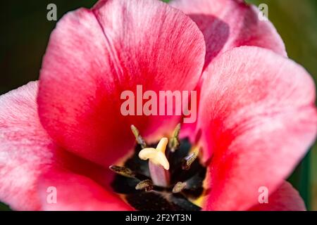 Floraler Hintergrund einer Nahaufnahme einer rosa und korallenen Tulpe mit weichem Fokus. Stockfoto