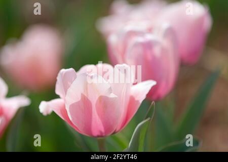 Blumenbild von rosa Tulpen in einer Reihe mit dem Hintergrund Blumen aus dem Fokus. Stockfoto