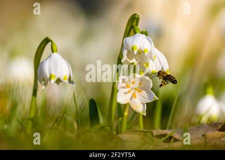 Nahaufnahme einiger Schneeflocken (Leucojum vernum), die zusammen mit anderen auf einer Wiese wachsen und von einer Honigbiene (APIs mellifera) besucht werden. Stockfoto