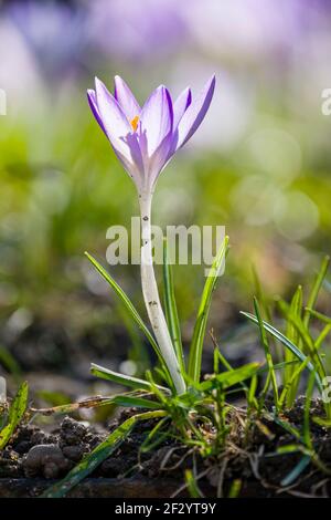 Nahaufnahme eines wilden Krokus (Crocus tommasiniánus), der mit anderen auf einer Wiese wächst. Stockfoto