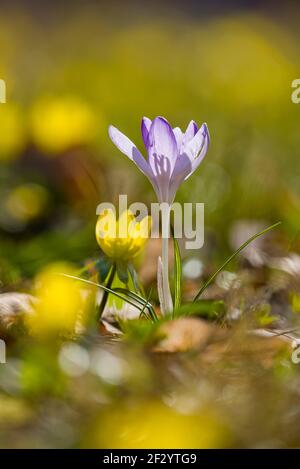 Nahaufnahme eines wilden Krokus (Crocus tommasiniánus), der mit anderen und Winterlingen auf einer Wiese wächst, Winterakonit (Eranthis hyemalis). Stockfoto