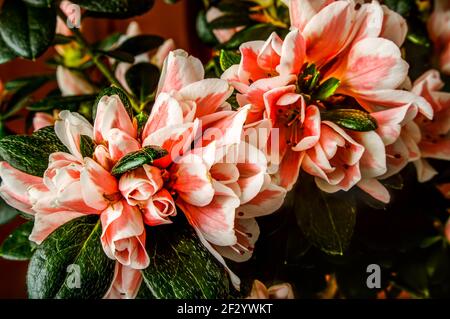 Azalea, Rhododendron, Blüten mit weißen und roten Blütenblättern Stockfoto