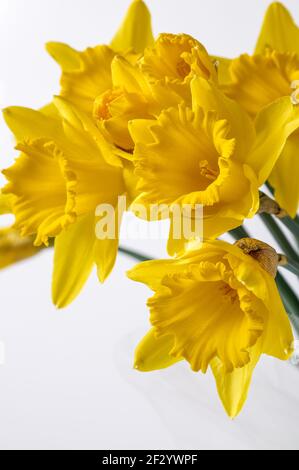 Gelbe Narzissen Trompete, Narzissen, (Narzissen pseudonarciss), glockenförmige Blume, Makro, lange Blätter, Zierpflanze, Boden Hintergrund Stockfoto