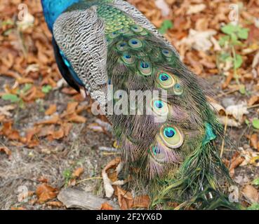 Eleganter flauschiger Pfau (Pavo cristatus) Stockfoto