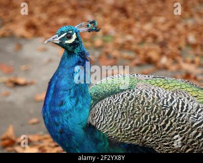 Eleganter flauschiger Pfau (Pavo cristatus) Stockfoto