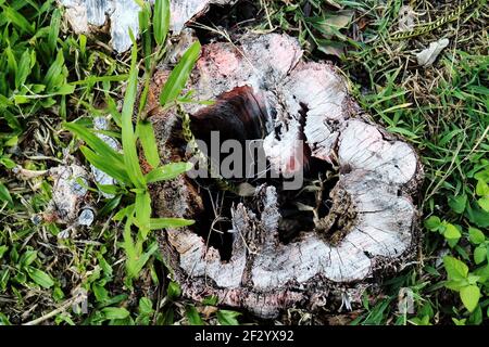 Verrotteter Baumstumpf, Eintritt in die Welt der Gnome Stockfoto