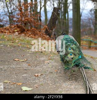 Eleganter flauschiger Pfau (Pavo cristatus) Stockfoto