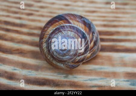 Leeres Schneckenhaus auf dem Hintergrund der gestreiften Bretter Close-Up. Selektiver Fokus Stockfoto