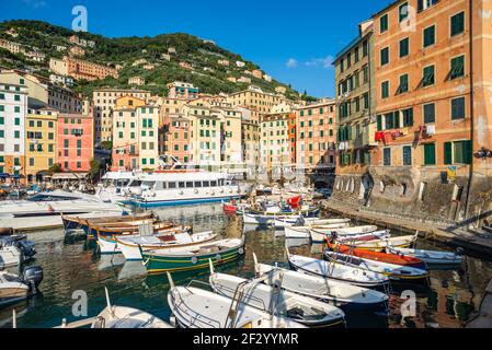 Der Hafen ist das Herz der malerischen Stadt Camogli, im östlichen Teil von Ligurien, Italien. Es ist ein kleiner Hafen, der mit traditionellen Booten überfüllt ist Stockfoto