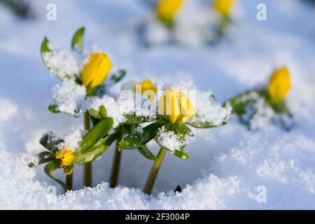 Winter Aconites Eranthis hyemalis in Blüte in einem Garten im Februar im Schnee, North Yorkshire, England, Großbritannien Stockfoto