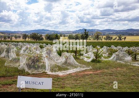 Mudgee New South Wales, muscat Weintrauben wachsen auf dem Weingut der Familie Lowe in der Region Mudgee, NSW, Australien an einem sonnigen Herbsttag Stockfoto