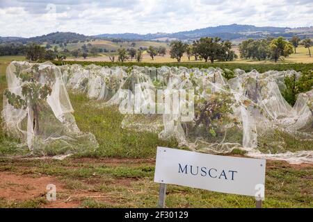 Mudgee New South Wales, muscat Weintrauben wachsen auf dem Weingut der Familie Lowe in der Region Mudgee, NSW, Australien an einem sonnigen Herbsttag Stockfoto