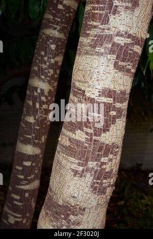 Broussonetia papyrifera strukturierte Rinde Stockfoto