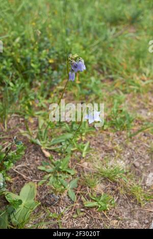 Campanula barbata blauer Blütenstand Stockfoto