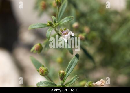 Chaenorhinum minus Blume aus der Nähe Stockfoto