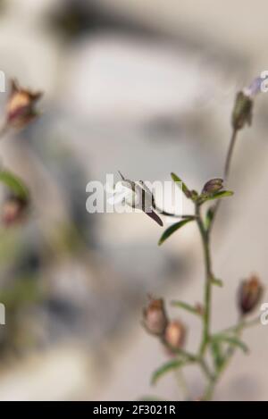 Chaenorhinum minus Blume aus der Nähe Stockfoto