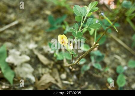 Cytisus hirsutus Pflanze in Blüte Stockfoto