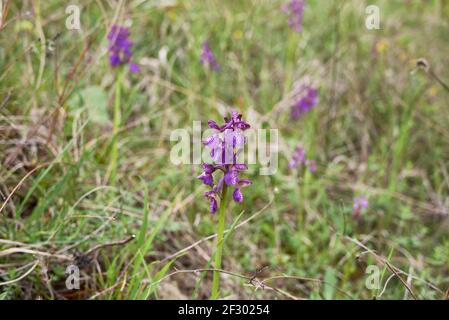 Anacamptis morio lila und rosa Blüten Stockfoto